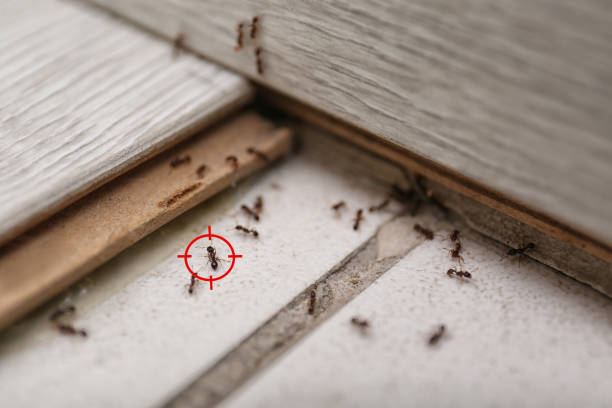 Best Affordable Pest Control Services  in Summerville, SC