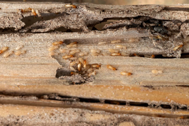 Best Emergency Pest Control  in Summerville, SC